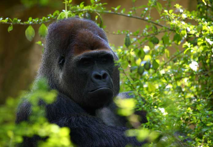 Silverback gorilla, uganda