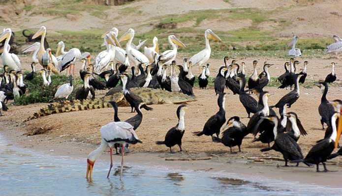 Open-water birds, Uganda