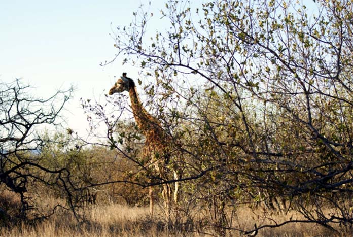 Kruger National Park - giraffe
