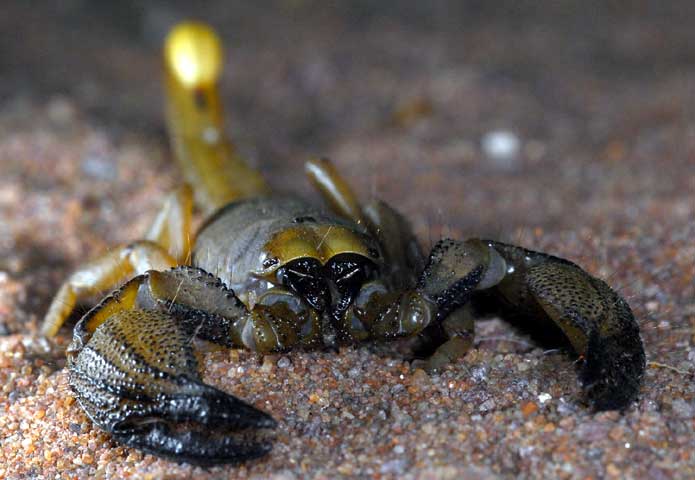 Pilanesberg scorpion
