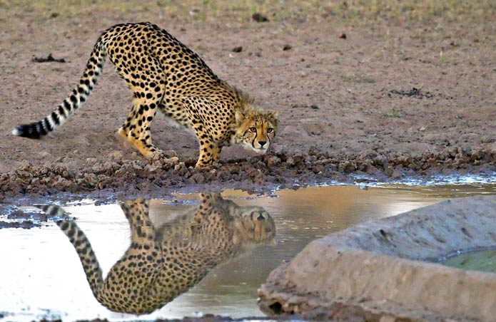 Cheetah cub drinking at a waterhole