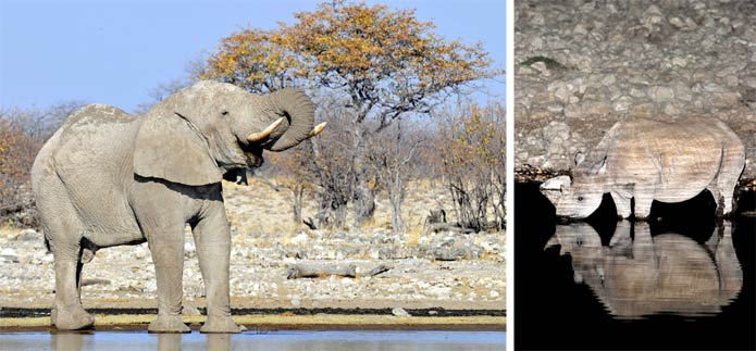 Elephant and rhino photographed at Etosha National Park