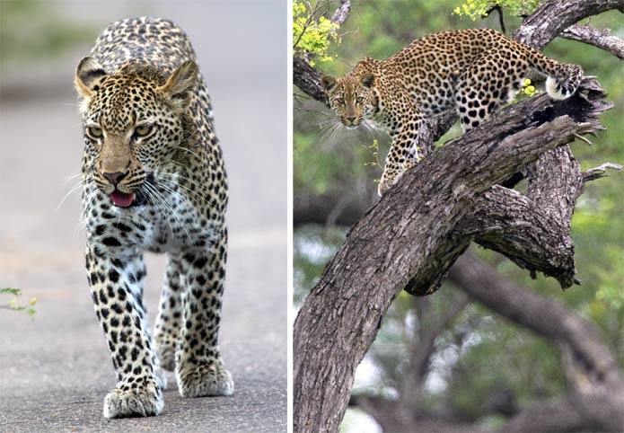Kruger Leopards