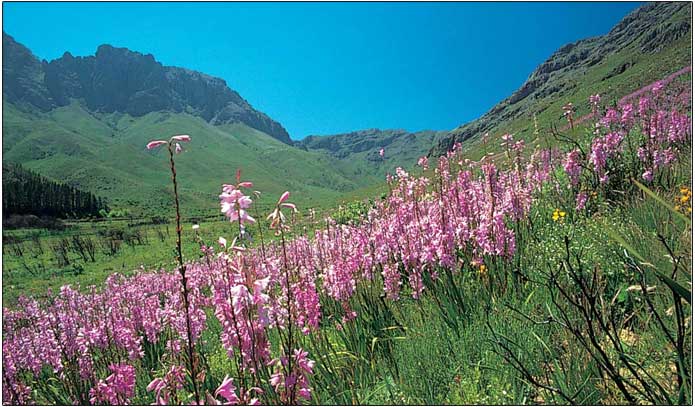 Fynbos (flora) at Jonkershoek Nature Reserve