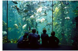 The Two Oceans Quarium at Cape Town's V&A Waterfront