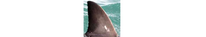 Kimbo - a shark studied in this article