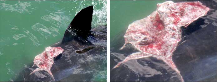 White Shark named 'Gash' - showing wound