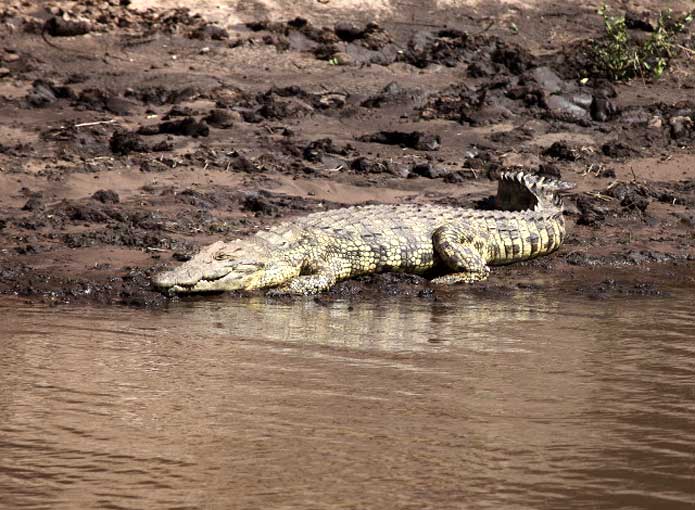 Crocodile basking on the banks of the Ruaha River