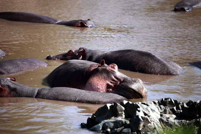 Hippos - Ruaha River
