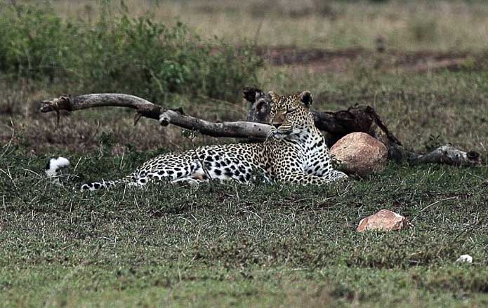 Leopard - Ruaha National Park