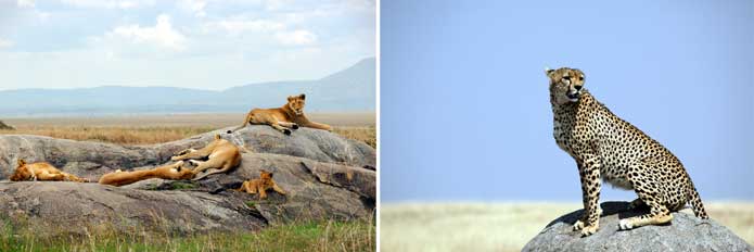 Predators take advantage of kopjes in the Southern Serengeti