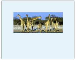 Honeymoon & safari destinations